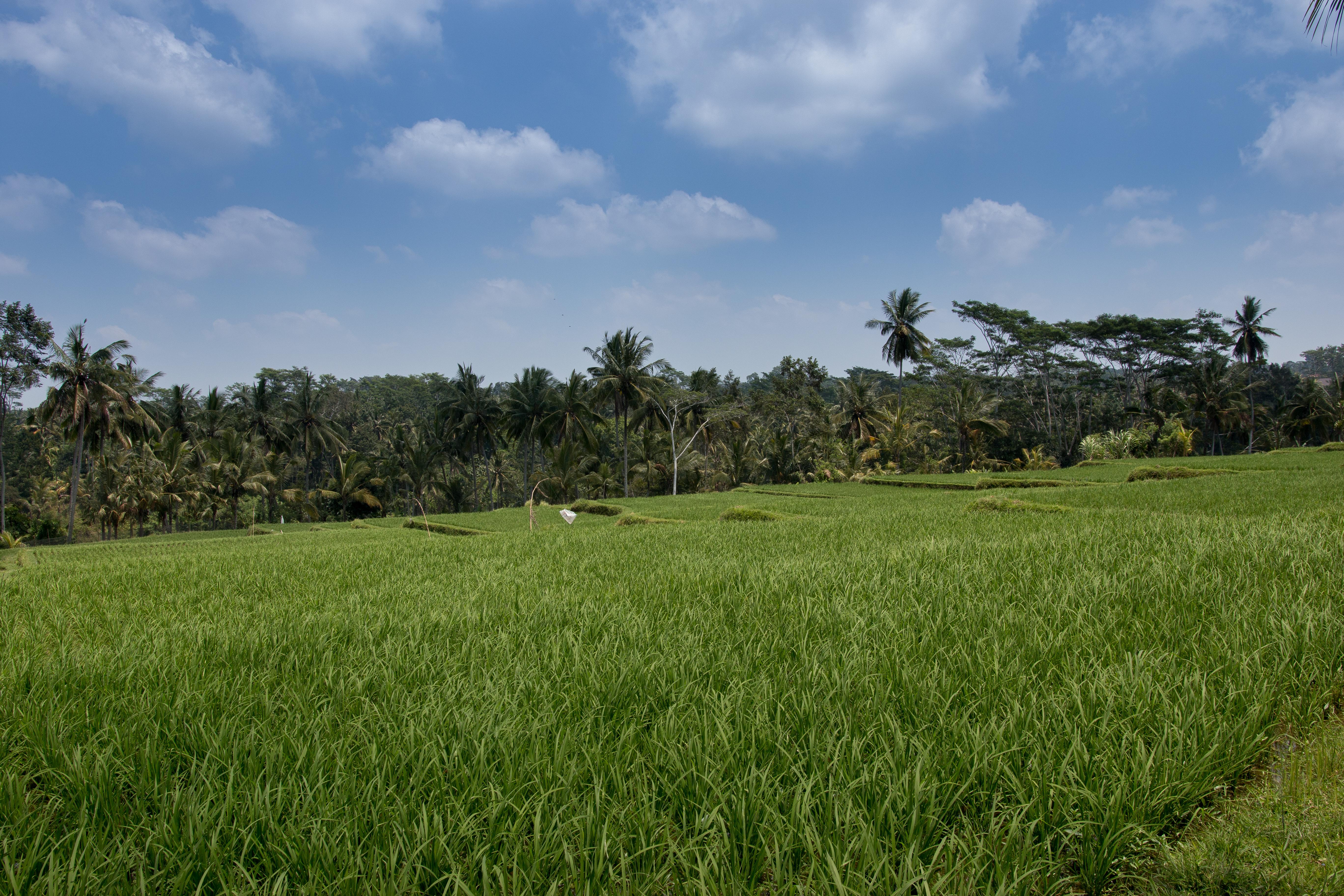 Onje Resort And Villas Ubud  Exterior photo